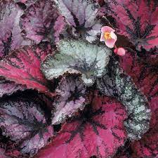 Great American Cities Albuquerque Midnight Sky Rex Begonia Begonia Rex Plants Shade Plants Shade Flowers