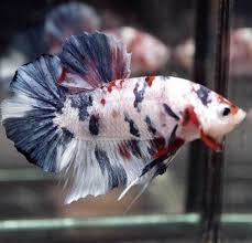 Pin By Jorge On Beautiful Bettas In 2020 Betta Fish Betta Fish