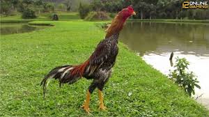 Pin On Sabung Ayam 12onlinegaming