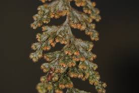 Image result for Hymenophyllum triangulare
