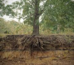 Burcu kızın bebekleri soyunmak i̇stemeyen ağaç zehra ünüvar en iyi özellikleri ve gerçek kullanıcı yorumları en ucuz. Bitkilerin Yetisme Kosullari Bitkilerin Yetismesini Etkileyen Etmenler Nelerdir Cografyaci