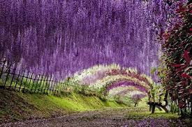 Curious Places Wisteria Flower Tunnel Kitakyushu Japan Kitakyushu Wisteria Tunnel Japan Wisteria