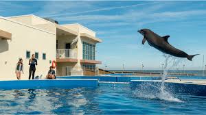 It's one of the things that instantly strikes you, the vistas out across the bay with the hills of the lake district in the distance, but also the beautiful. Filmed In Tampa Bay Bernie The Dolphin Is Family Friendly Floridian Fun