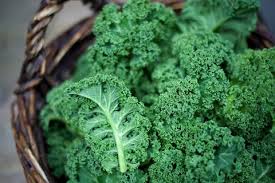 10 Tips For Growing Kale How To Harvest Kale From A Garden