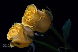 Beautiful Black And Yellow Flowers Yellow Rose Pair 0428 By Thomas Jerger Yellow Roses Rose Yellow Flowers