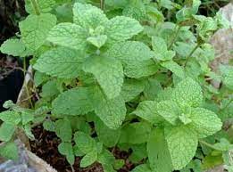 2 siung bawang putih dihaluskan. Kaya Manfaat 5 Jenis Daun Mint Ini Bisa Anda Tanam Di Pekarangan