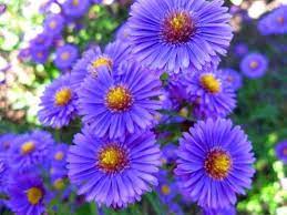 How To Grow Aster Flowers Birth Month Flowers Aster Flower Month Flowers