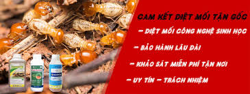 Công ty diệt mối và côn trùng Đại Toàn Việt | Diệt tận gốc - uy tín