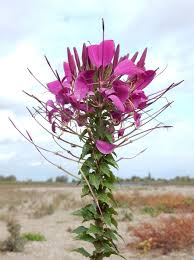 Image result for Cleome houtteana