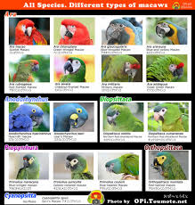 コンゴウインコ総合図鑑｜Macaw | OPiときめく愛鳥図鑑