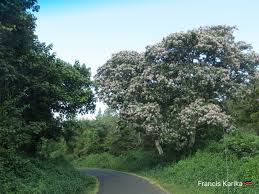 Image result for Heywoodia lucens