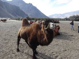 The fatty hump of a camel helps it store and regulate its water needs, which allows it survive in the heat with long distances between watering holes. Only Place In India Where Beautiful Double Hump Camels Are Found Picture Of Sand Dunes Leisure Park Leh Tripadvisor