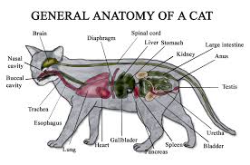 cat anatomy diagram cat anatomy cat brain anatomy