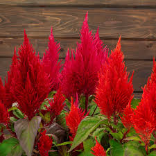 Image result for Celosia elegantissima