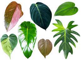 Browse philodendron pictures, photos, images, gifs, and videos on photobucket 20 Types Of Philodendrons Popular Rare Varieties Plant Index