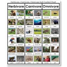 Montessori 123 Herbivore Carnivore Omnivore Classification Control Chart 1024x102 Herbivore And Carnivore Carnivores Herbivores Omnivores Carnivores Activities
