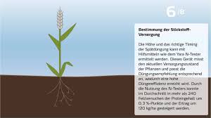 Weizen ist auch eines der ersten getreide, das zusammen mit gerste gezüchtet wurde. Getreide Kulturen Effizient Dungen