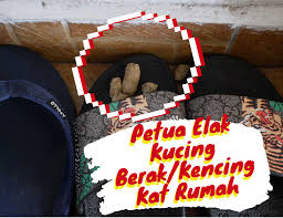 Petua elak kucing berak sesuka hatinya 1. Petua Orang Lama Elak Kucing Berak Kencing Merata Budak Bandung Laici