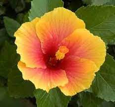 Tow Toned Hibiscus Hibiscus Plant Hibiscus Tree Hardy Hibiscus