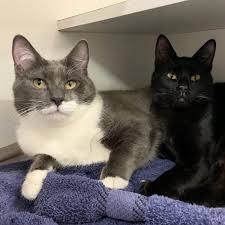 Tuxedo is a male named. Cat Haven On Twitter Adopt Marek Manuel Bonded Pair 7 Months Old Don T You Think They Look Like Harry Larry Bug 2nd Jvn