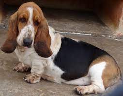Basset Hound Dog Breed Information Facts And Lifespan