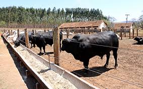 Muitos produtores, desde os que têm uma pequena produção, até os grandes rebanhos, podem aderir. Ilp E Terminacao Em Confinamento Garantem Eficiencia Na Recria De Bovinos De Corte Portal Embrapa
