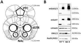 In chimica, le proteine (o protidi) sono macromolecole biologiche costituite da catene di amminoacidi legati uno all'altro da un legame peptidico (ovvero un legame tra il gruppo amminico di un amminoacido e il gruppo carbossilico dell'altro amminoacido. A Rat Brain Atlas Coordinates Adapted From 77 Used For Tissue Download Scientific Diagram