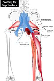 This is the largest of the three compartments of the thigh. Hip Joint Anatomy