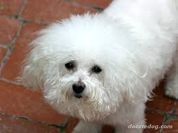 Bichon Frise 20 Jpg Bichon Frise Lap Dogs French Dogs