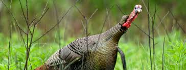 We did not find results for: Wild Turkey Body Language