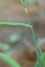 Image result for Digitaria diagonalis