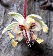 Theobroma Cacao Flower Orquideas Cacau