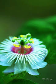 In case you missed it, check out our other flower photography post. Unique Flower Rare Flowers Unique Flowers Beautiful Flowers