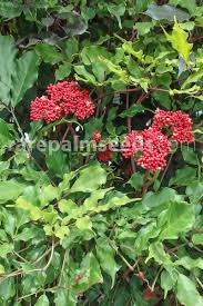 Image result for Leea guineensis