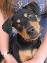 This is one of the rare large dog breeds as normal people just breed small to medium. 10 Awesome Doberman Mixes You Need To Feast Your Eyes On