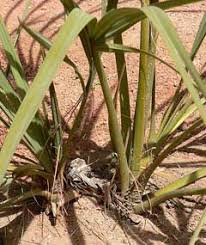 Image result for Nannorrhops ritchieana