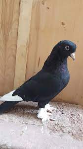 blt blt adli kullanicinin guvercin pidgeon panosundaki pin 2020 guzel kuslar kus