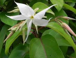 Image result for Hunteria congolana