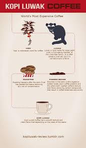 Www Facebook Com Cupoofcoffee Kopi Luwak Coffee Coffee Infographic Expensive Coffee