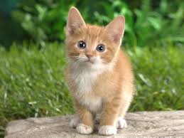 Kedilerin Yasam Evreleri Kedi Hayvanlar Cats