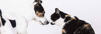 All pets medical centre is proud to serve the san fernando valley, and it is our mission to provide high quality care for your beloved pets! Animal Medical Centre Of Medina Medina Veterinarians