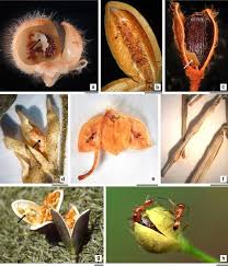 Image result for Turneraceae