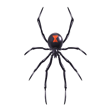 In females of the southern black widow, latrodectus in fact, blue mud dauber wasps prefer to hunt immature black widows and provision their nests with. Facts On Black Widow Spider Part 1 Steemit