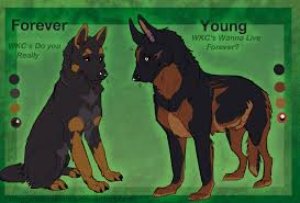 Pin On Hill Dog Pack