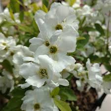 Image result for Exochorda