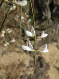 Image result for Retama monosperma