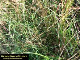 Image result for Hemarthria