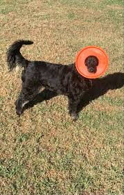 Happy 3rd Birthday to the best buddy ever. Tommy Lysiak Little. Goodness we  love this dog.