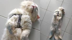 Jadi sekiranya kucing anda selalu menggeselkan pipinya kepada anda, maknanya anda adalah manusia kegemarnnya. Jika Seekor Kucing Menunjukkan Perutnya Itu Artinya Dia Percaya Menyayangi Kita Lihat Tanda Lain Tribun Manado