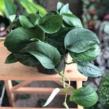 Rare Pothos Jade Satin Plant Care Houseplant Pothos Plant Peperomia Plant